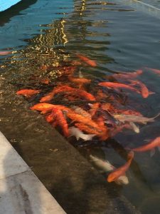 Coy fish in pond