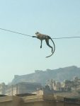 Monkeys near Amber Palace