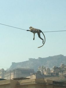 Monkeys near Amber Palace