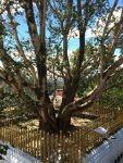Sacred tree at temple
