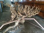 Old tea tree root