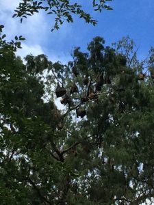 Huge bats at the garden