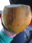 Biggest coconut