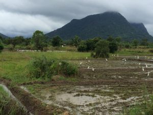 Farm lands