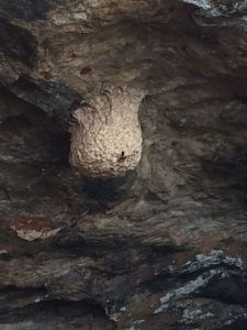 Giant Bee Nest