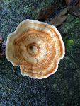 Pretty mushroom