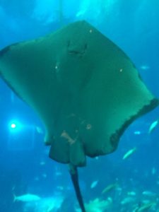 Sting ray