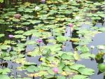 A pretty pond in the city