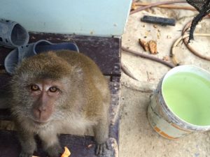 Monkey during Koh Phi Phil hike