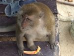 Koh Phi Phil monkey