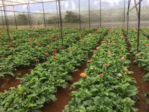 Greenhouse for flowers