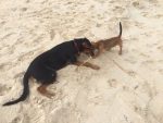 Dogs on white beach