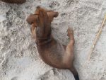 Puppy on white beach