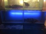 Fish tanks at restaurant