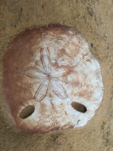 sand dollar